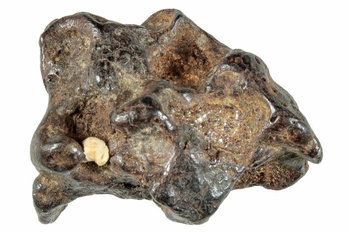 Sericho Pallasite Meteorite ( g) Metal Skeleton #267033